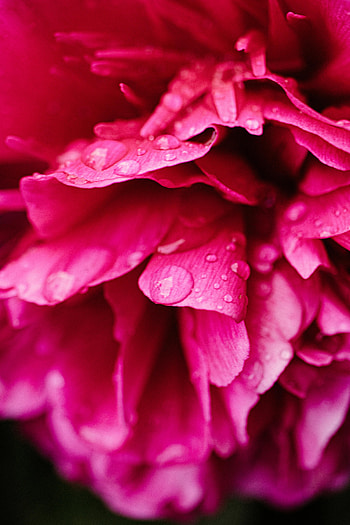 Flowers, Drops, Flower, Petals, Pion, Peony HD phone wallpaper