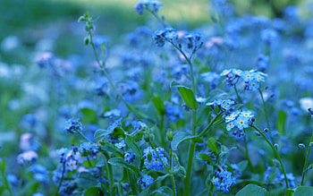 Plants, Flowers HD wallpaper
