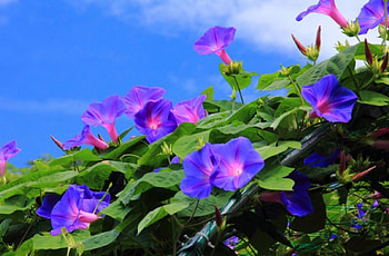 Field of morning glories, blue, morning glories, field, sky, cloud HD wallpaper