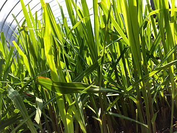 Lemongrass , Natural ry, Vibrant colors, Serene landscapes HD wallpaper