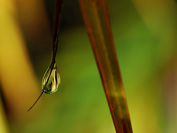 Grass, Drops, Macro, Shine, Brilliance, Dew HD wallpaper
