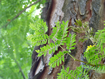 Sweet tree planting, Honey locust, Tree care tips, Nature's delight HD wallpaper