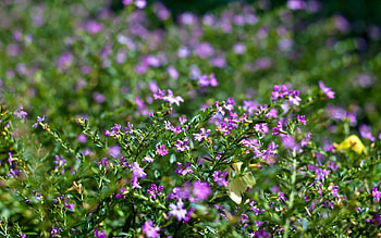 Nature, Flowers, Blur, Field HD wallpaper