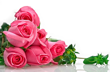 Pink Roses, pink, beautiful, roses HD wallpaper