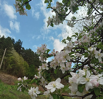 Spring flowers, Flowers, Blossom, Spring, Pretty HD wallpaper