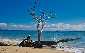 Pacific in Hawaii, island, America, wood, splash, clouds, beach, ocean HD wallpaper