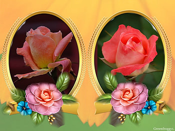 TWO FRAMED ROSES, ROSES, FRAMED, , TWO HD wallpaper
