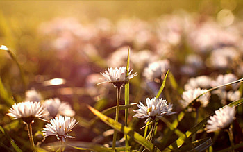 Flowers, Grass, Macro, Glare, Field HD wallpaper