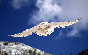 snow owl, bird, owl, snow, mountain HD wallpaper