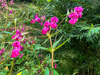 Floare de camp, ser, ger, aer, cer HD wallpaper