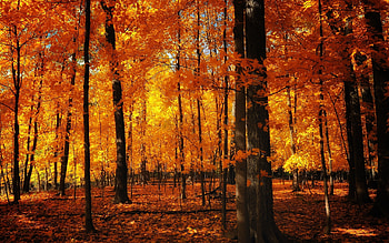 Landscape, Trees, Autumn HD wallpaper