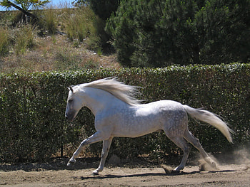 Grey Andy, spanish, andalusian, horses, grey, iberian HD wallpaper