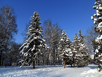 Landscape, Winter, Trees HD wallpaper