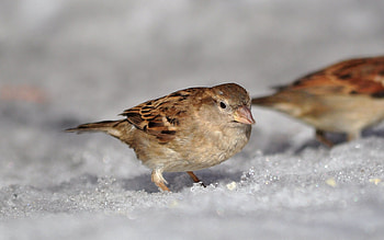 Animals, Sun, Snow, Macro, Bird, Sparrow, Spring, Ptah HD wallpaper
