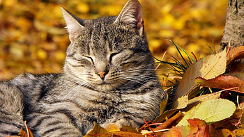 Animals, Cat, To Lie Down, Lie, Striped, Relaxation, Rest, Foliage HD wallpaper