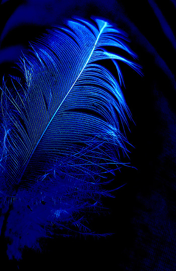 Feathers, electric blue, feather HD phone wallpaper