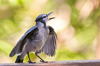 Animals, Bird, Beak, Surface, Small HD wallpaper