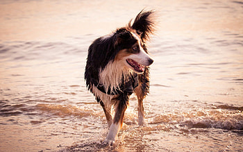 Animals, Sea, Shore, Bank, Dog, Stroll HD wallpaper