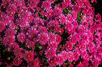 Flowers, Chrysanthemum, Close-Up, Flower Bed, Flowerbed HD wallpaper