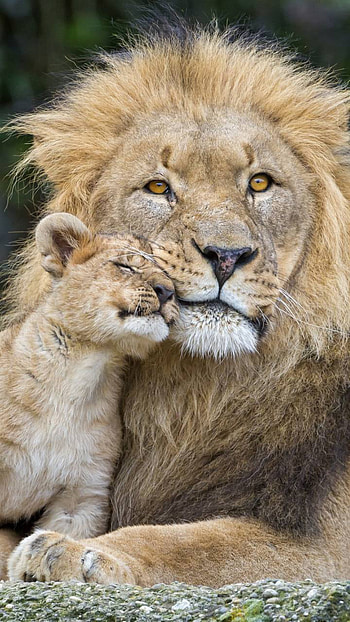 Male Lion and His Cub, love, cute, cub, Animal, lion HD phone wallpaper