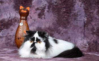Animals, Cat, Spotted, Spotty, Statuette, Persian Cat HD wallpaper