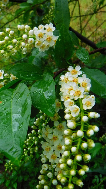 White Blossoms, white, flower, earth, nature, blossom HD phone wallpaper