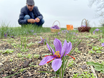 Saffron, Spice must flow, Turkey's harvest HD wallpaper