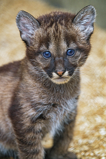 Animals, Young, Kitty, Kitten, Sight, Opinion, Joey HD phone wallpaper