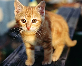 ginger kitten, sweet, kitten, cute, pet, ginger HD wallpaper