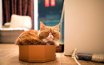 Animals, Cat, Relaxation, Rest, Box, Sleep, Dream, Thoroughbred HD wallpaper