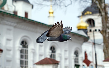 Animals, Bird, Flight, Temple, Dove, Church, Chapel HD wallpaper