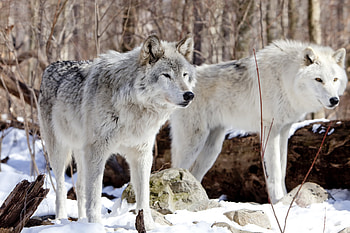 Gray Wolf, Body structure, Wolves HD wallpaper
