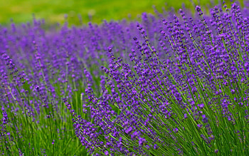 Lavender field, Nature's canvas, Tranquil beauty, Floral abundance HD wallpaper