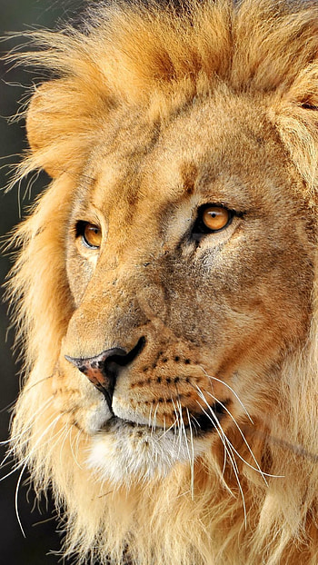 Lion , Lion, Wild Animal HD phone wallpaper