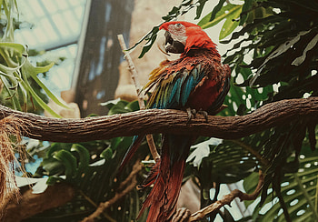 Animals, Parrots, Bird, Multicolored, Motley, Macaw HD wallpaper