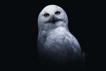 Animals, Owl, Bird, Sight, Opinion HD wallpaper