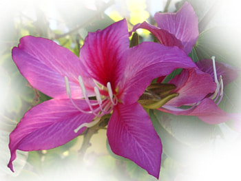 orchid tree dsc00817.jpg, orchid, bloom, tree, flower HD wallpaper