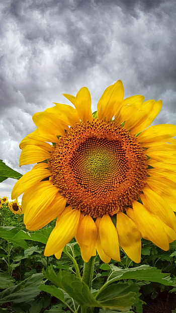 Golden Sunburst — Sunflower , flower, yellow flower, nature, sunflower HD phone wallpaper