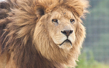 Animals, Muzzle, Lion, Predator HD wallpaper