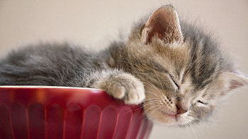 Animals, Fluffy, Kitty, Kitten, Muzzle, Sleep, Dream HD wallpaper
