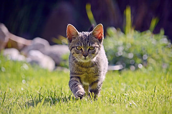 Hunter, kitten, kitty, cats, cute, cat, beautiful, paws, sleeping, cat face, pretty, animals, face, lovely, hat HD wallpaper