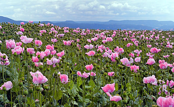 Flowers, Sky, Poppies, Pink, Horizon, Polyana, Glade HD wallpaper