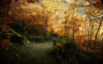 Landscape, Trees, Autumn HD wallpaper