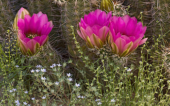 Close-up of hedgehog cactus in bloom, Tucson, Arizona, desert, pink, usa, blossoms HD wallpaper