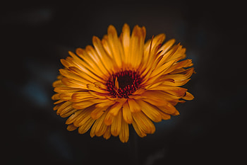 Yellow garden flower, portrait HD wallpaper