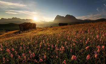 Pink wild flowers, meadow, plants, hill HD wallpaper
