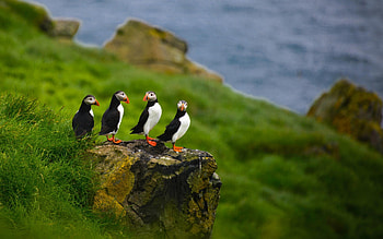 Puffins, puffin, birds, puffins HD wallpaper