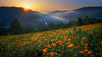 Sunset in the Mountains, sun, hills, landscape, flowers, meadow, sky HD wallpaper