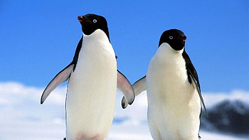 Penguin, Cute winter animal, Charming , Snowy delight HD wallpaper