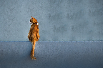 Animals, Cat, Wall, Redhead, Is Sitting, Sits, Tail, Looks, Back HD wallpaper